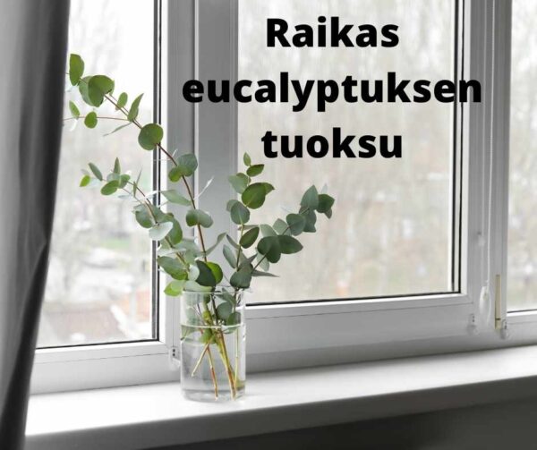 Raikas eucalyptuksen tuoksu